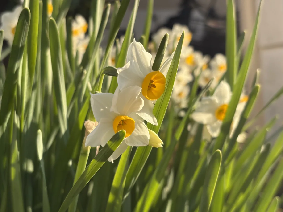 黄色いラッパズイセンの花