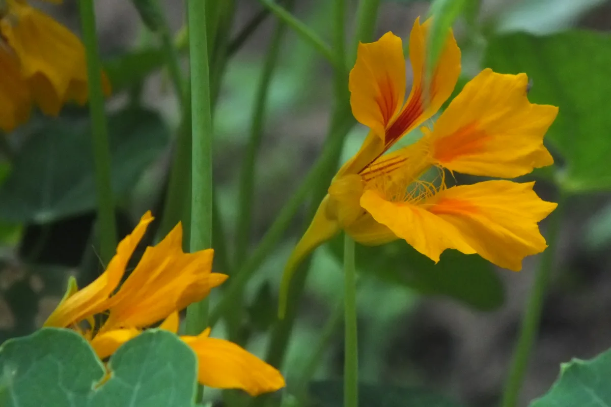 まるい葉とオレンジ色の花をつけたナスタチウム（キンレンカ）