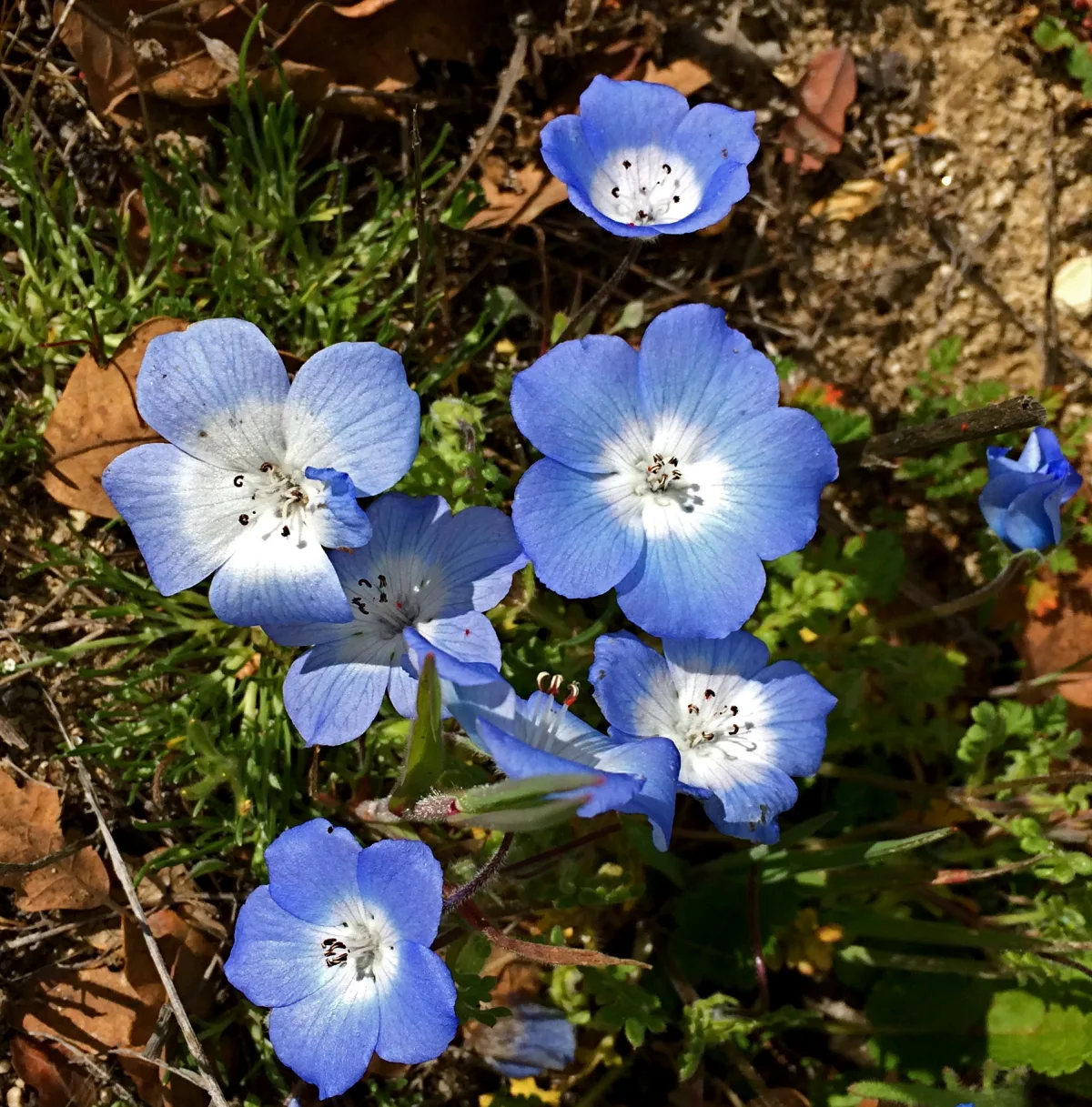 空色に咲くネモフィラの花