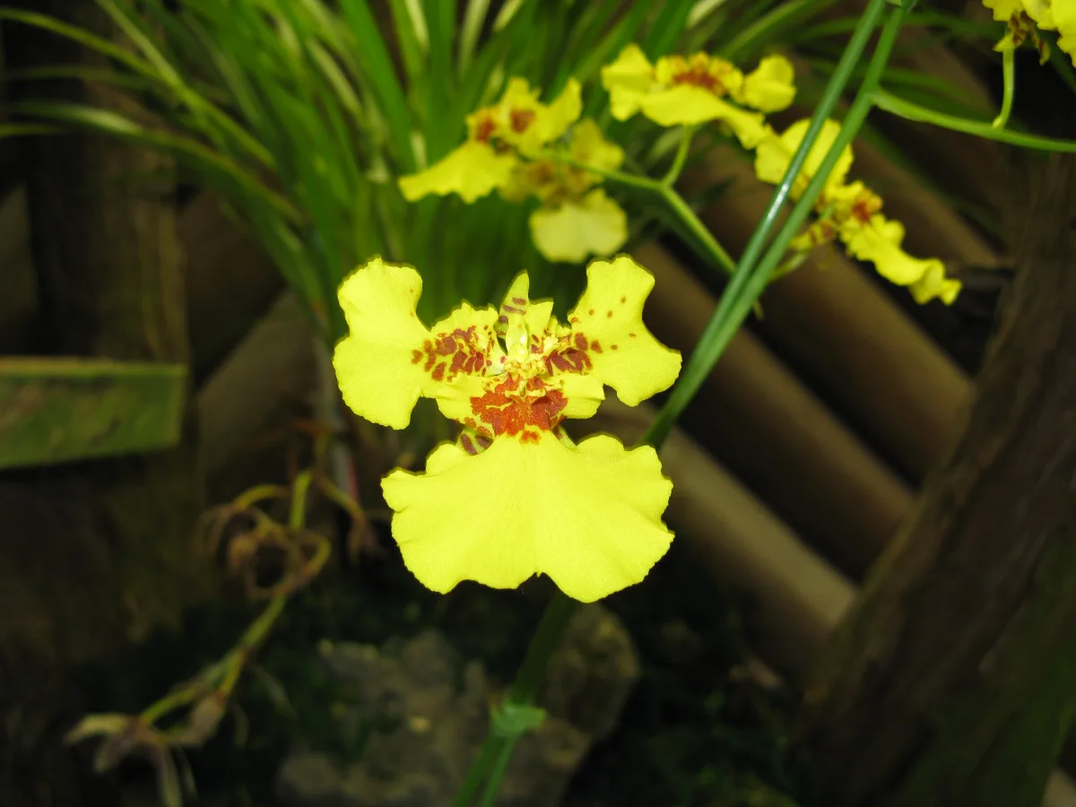 枝分かれした花茎に黄色い小花を群れ咲かせたオンシジウム