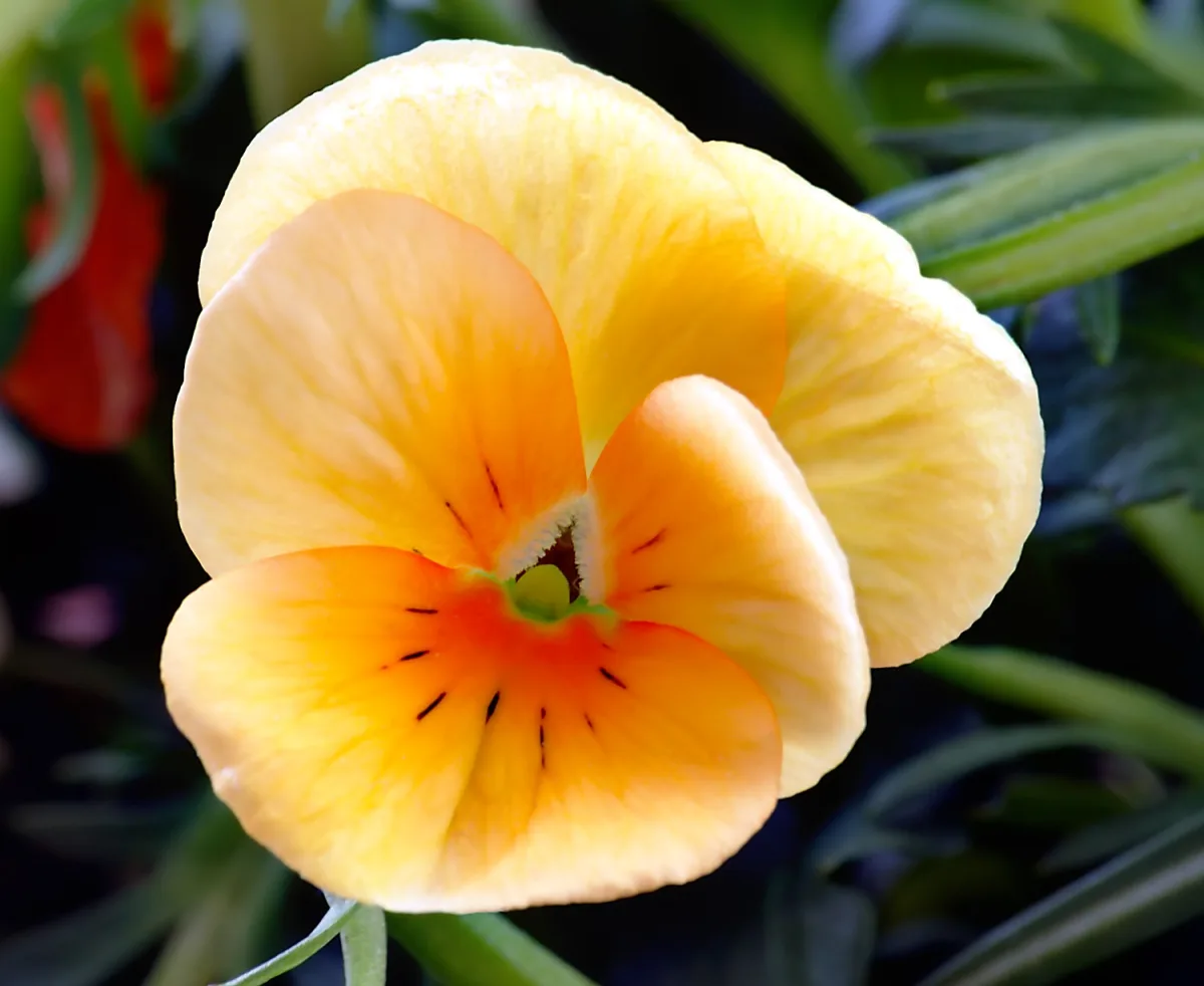 色とりどりのパンジーの花