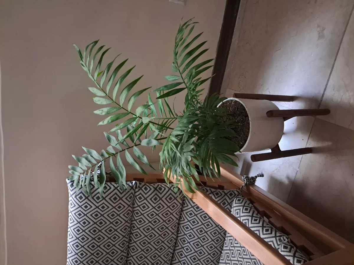 羽根状の葉を広げ、室内の白い鉢に植えられたテーブルヤシ