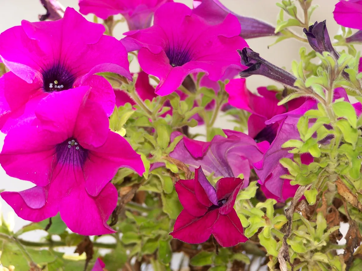 色とりどりに咲くペチュニアの花