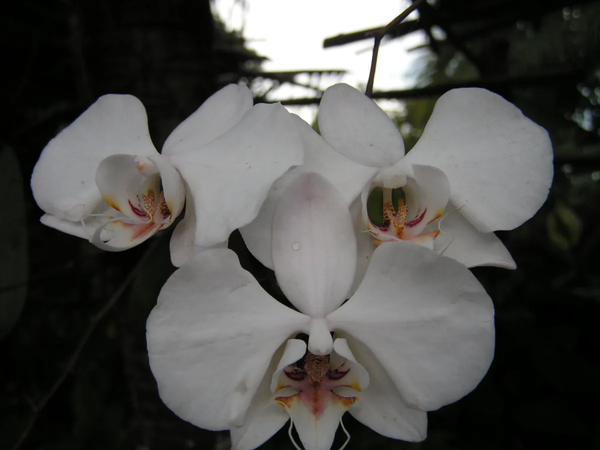 花茎に蝶形の大輪を連ねて咲くコチョウラン（胡蝶蘭）