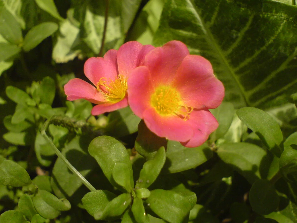 色とりどりに咲くポーチュラカの花