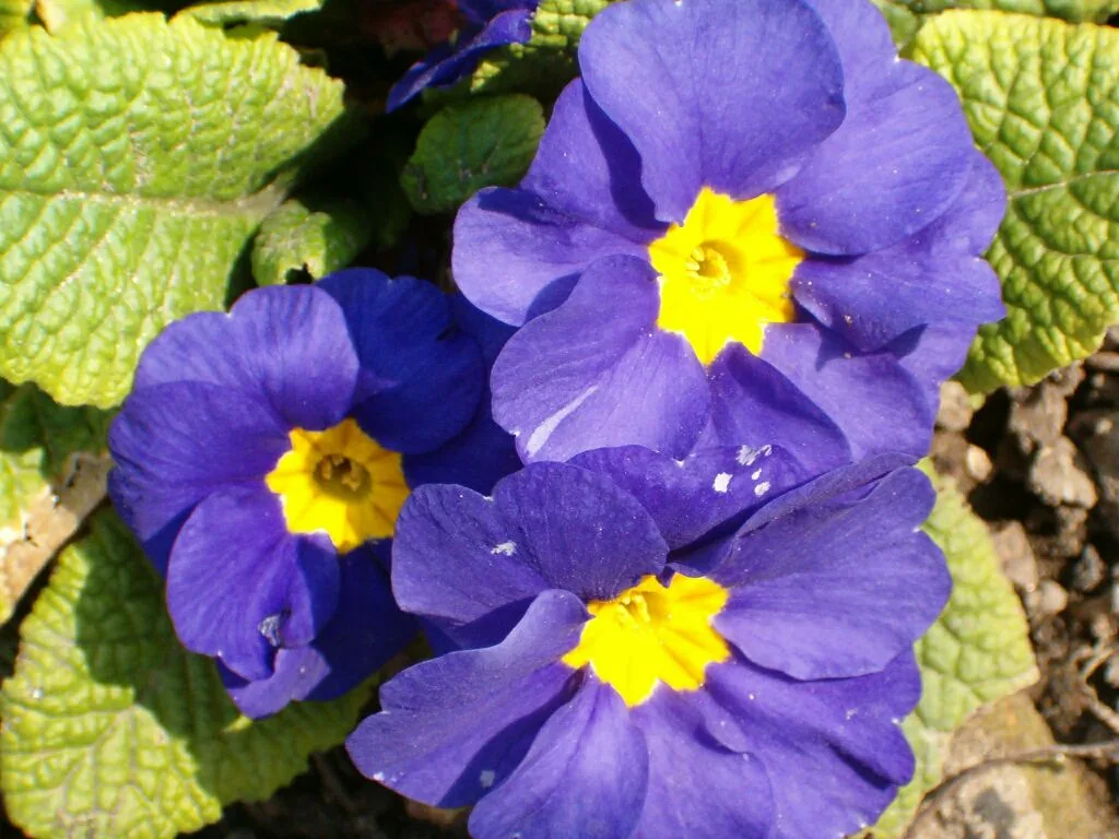 青紫色に咲くプリムラの花