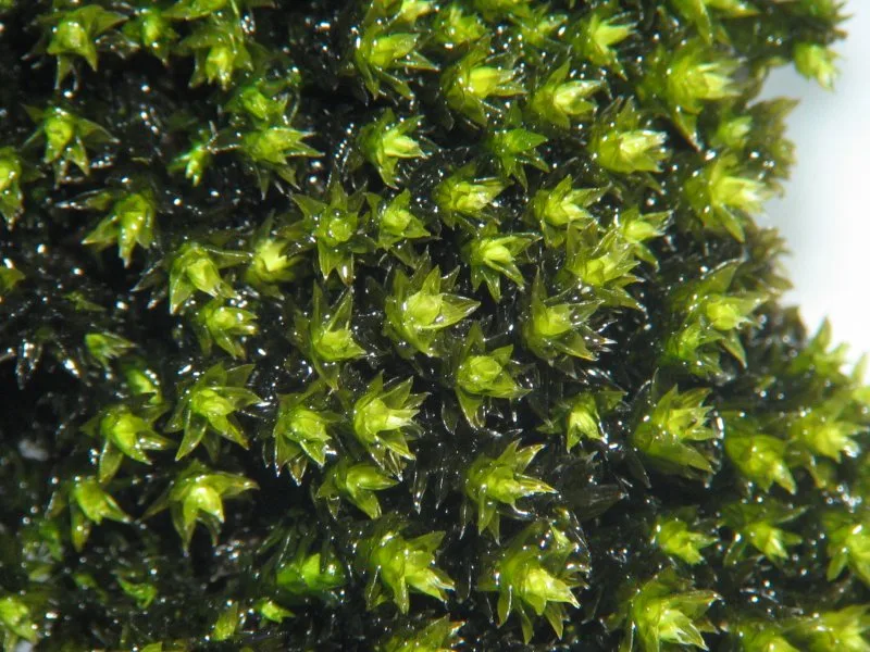 星形に葉を広げた株が集まる黄緑色のスナゴケ