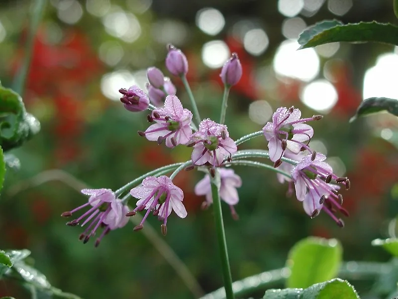 ピンク色の花を咲かせたラッキョウ