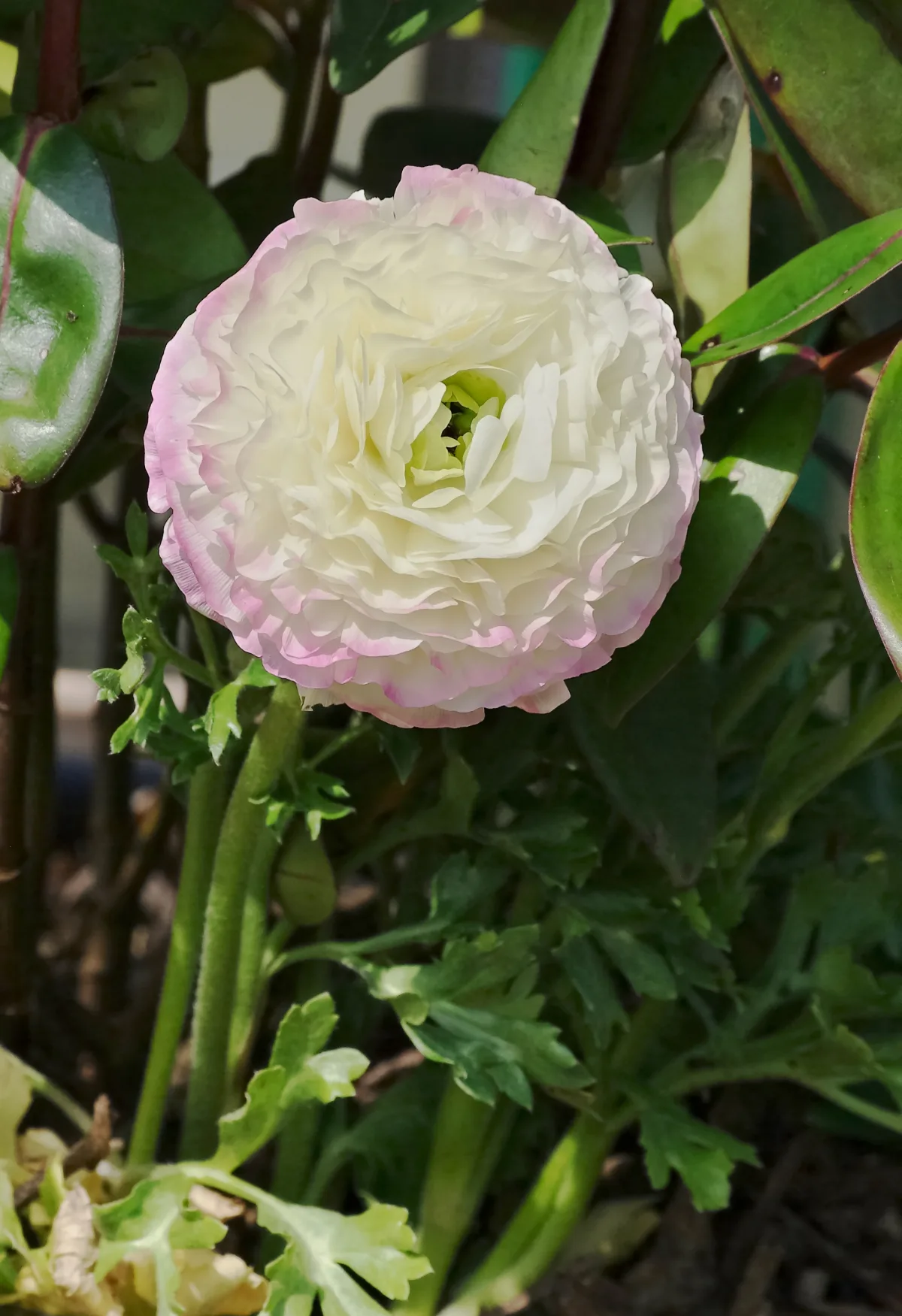 幾重にも花びらが重なるラナンキュラスの花
