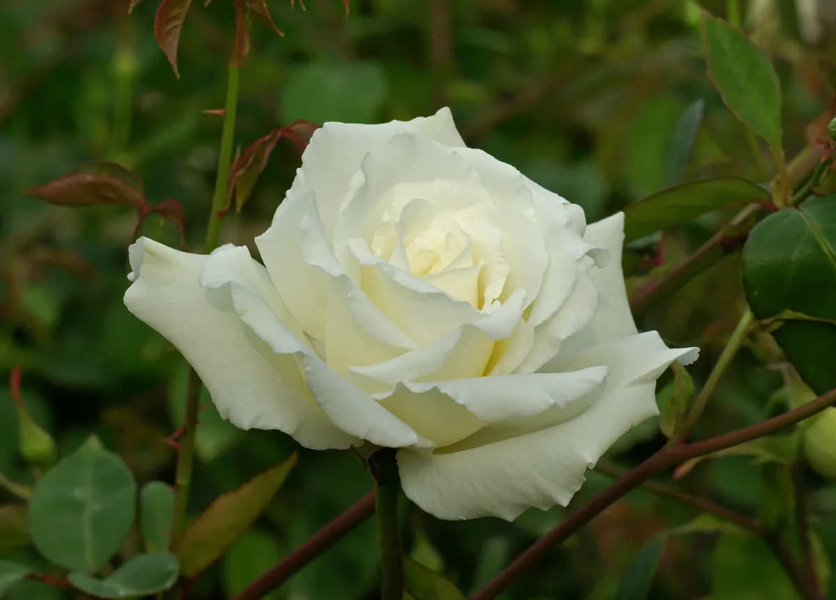 咲き誇る白いバラの花