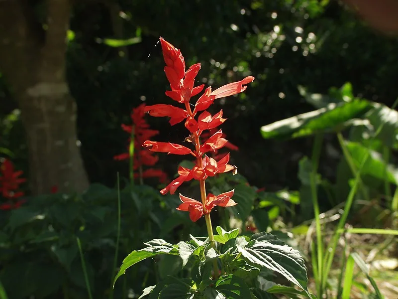 真っ赤に咲くサルビアの花穂