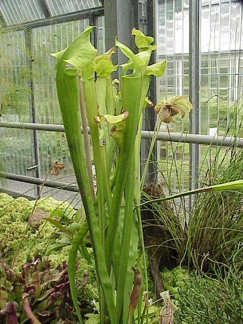 網目模様の筒状の葉が立ち上がるサラセニア