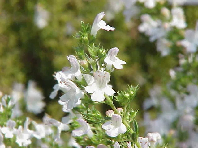 細い葉を茂らせ白い小花を咲かせたセイボリー（キダチハッカ）