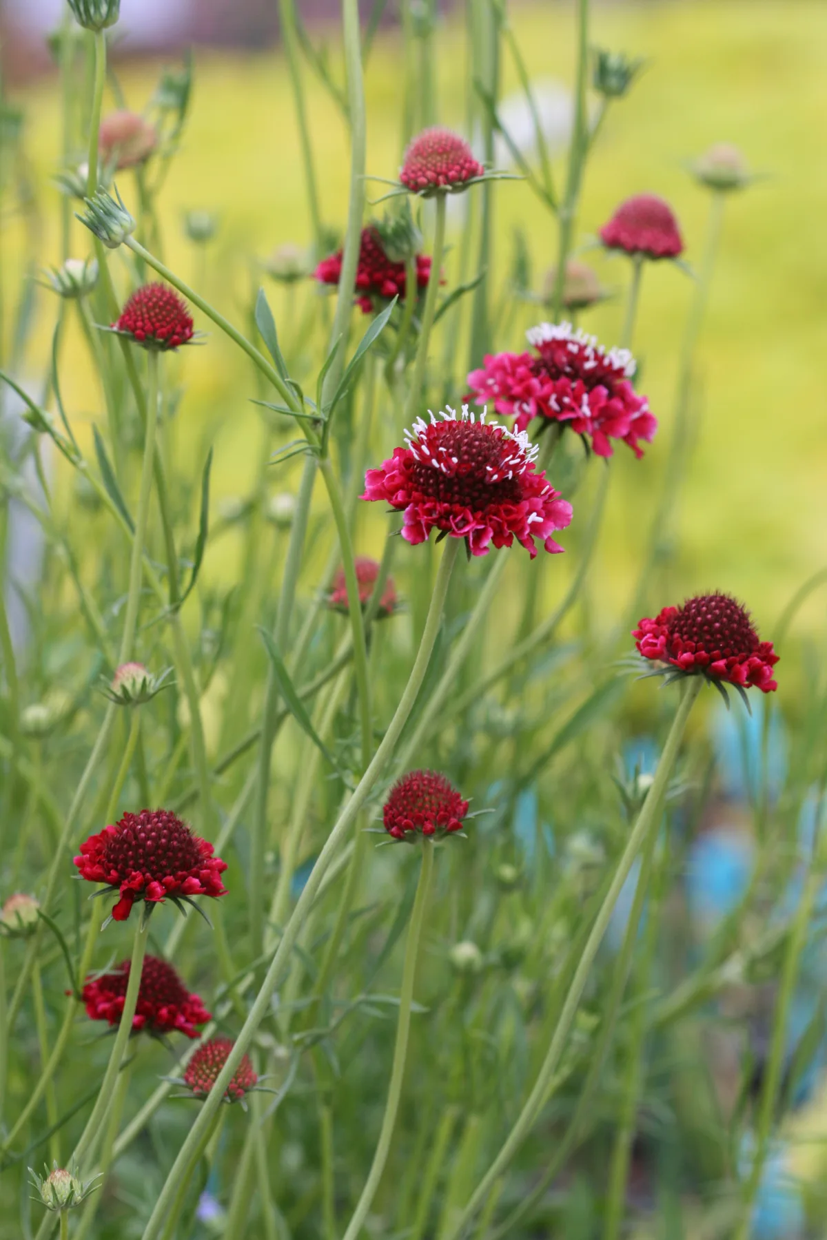ピンクッション状の濃い紫紅色の花を咲かせたスカビオサ（西洋松虫草）