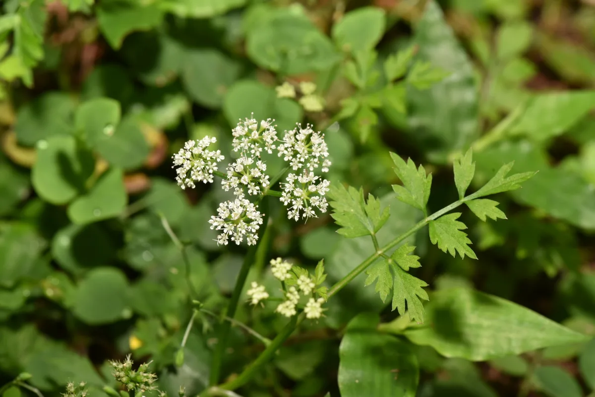 さわやかな香りの葉を茂らせたセリ（芹）