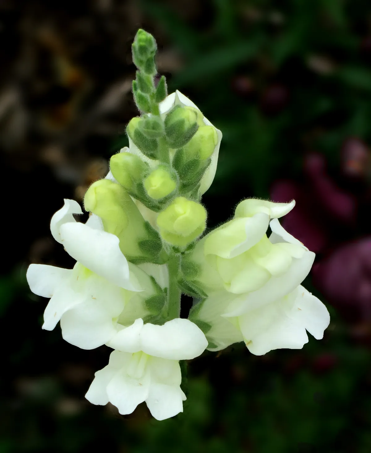 穂状に咲くキンギョソウの花