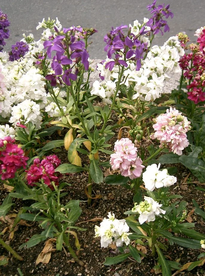 穂状に咲くピンクのストックの花