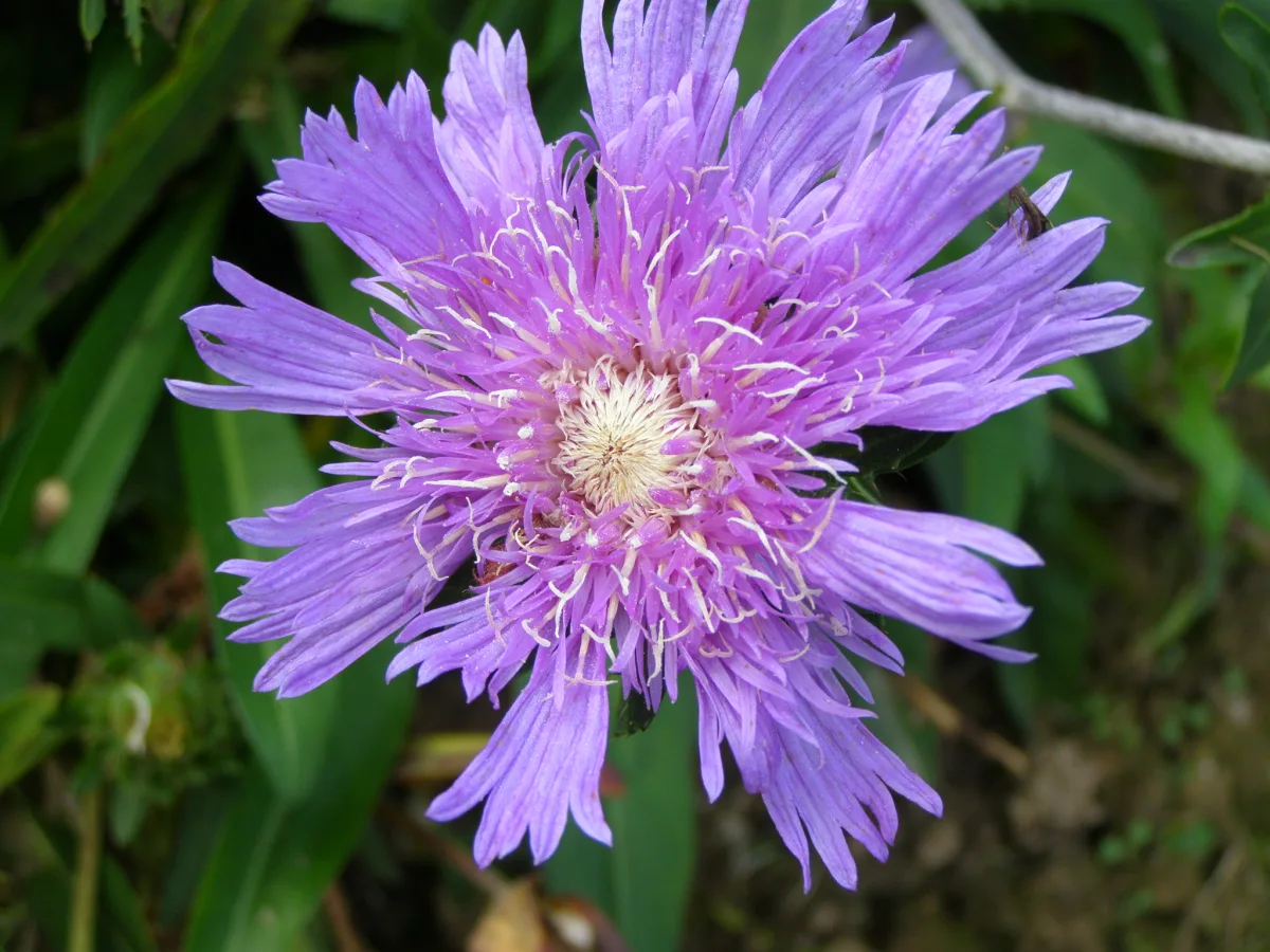 フリルのある青紫色の花を咲かせたストケシア（ルリギク）