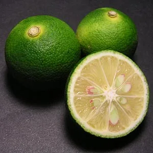 緑色の小さな実をつけたスダチ（酢橘）