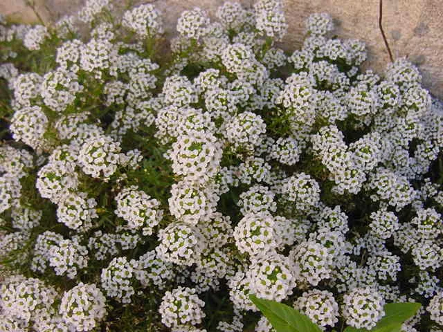 ドーム状に咲く白いスイートアリッサムの花