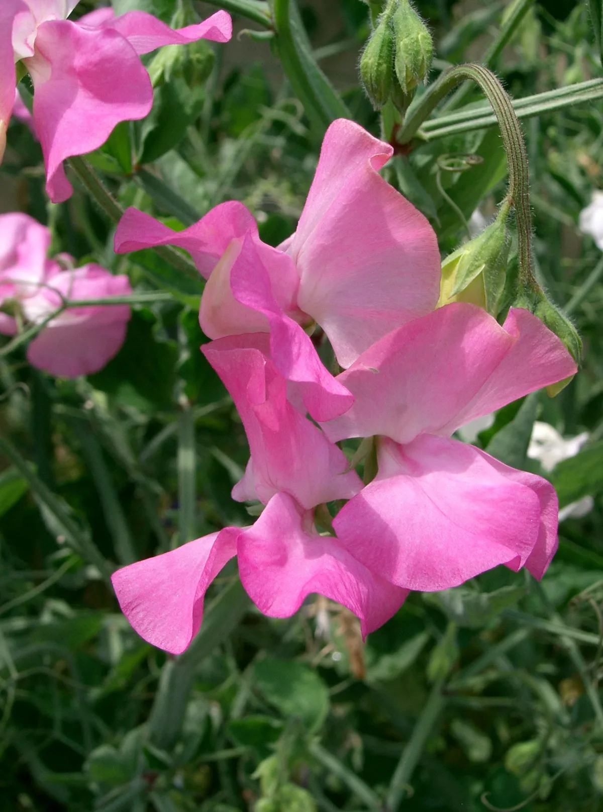 淡い色合いのスイートピーの花