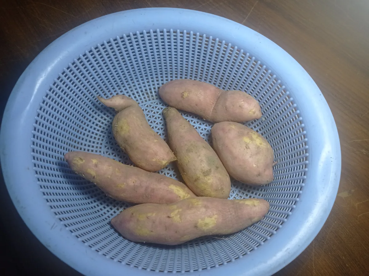 収穫したサツマイモ