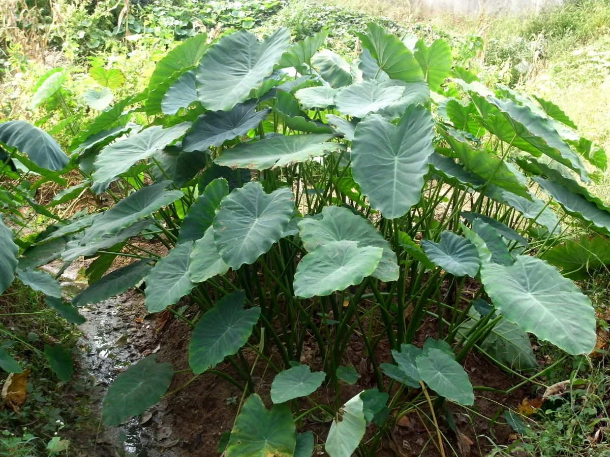 大きなハート形の葉を茂らせたサトイモ