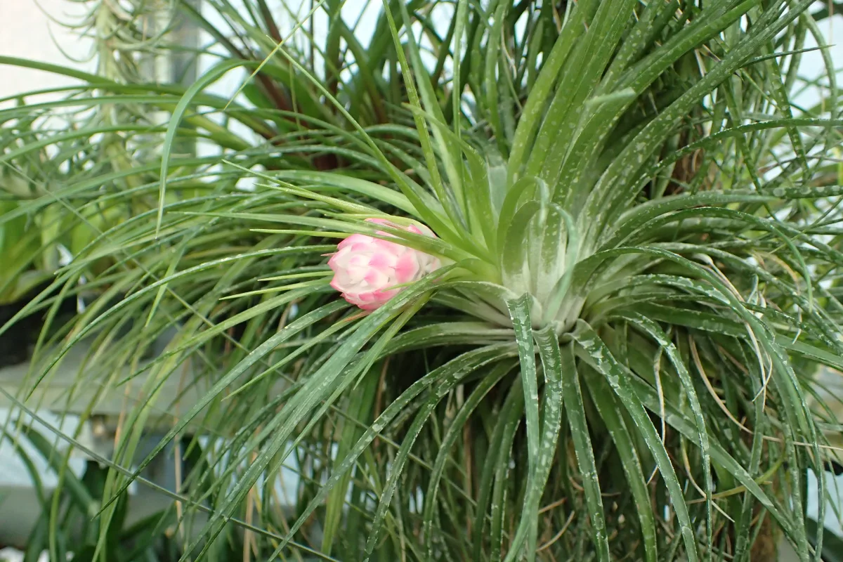 やわらかい葉が密生し、ピンクの苞と青紫の花を咲かせたチランジア・ストリクタ