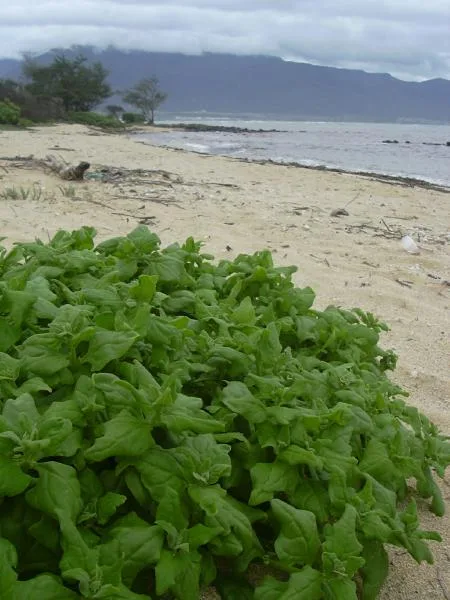 三角形に近い多肉質の厚い葉を茂らせ、つる状に伸びたツルナ（ハマヂシャ）