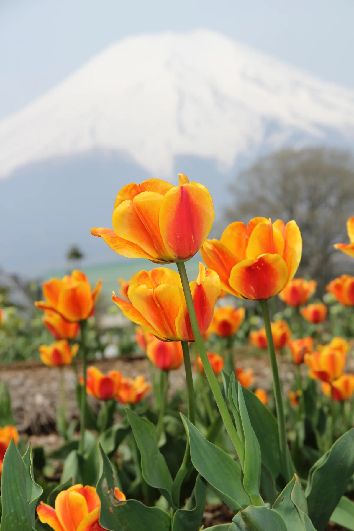 赤や黄色に咲くチューリップの花