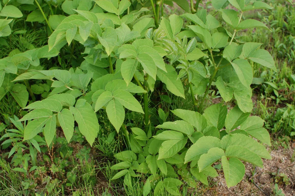 葉を茂らせたウド（独活）の株