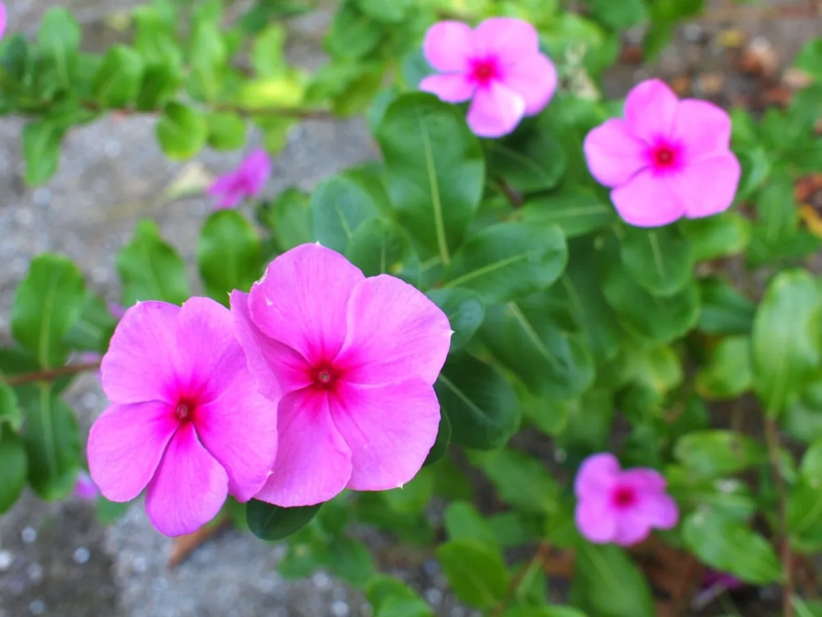 ピンクや白に咲くニチニチソウの花