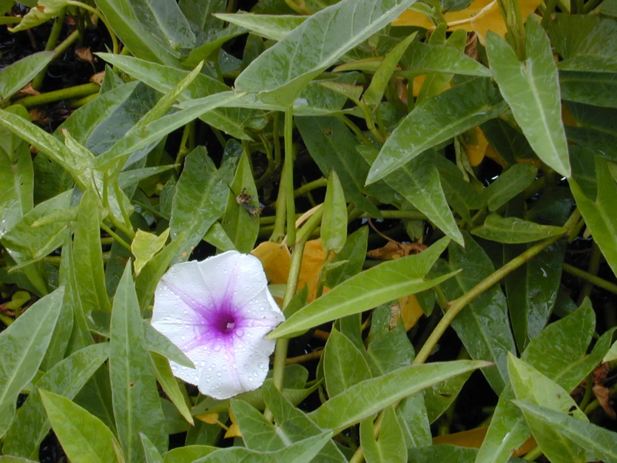 細長い葉と中空の茎をもつ空心菜（クウシンサイ）