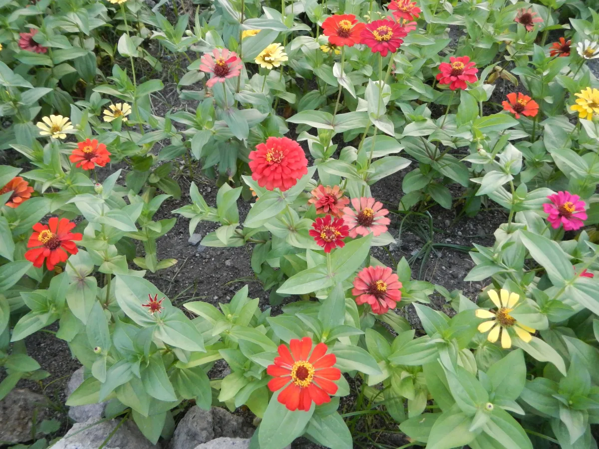 色とりどりに咲くジニアの花